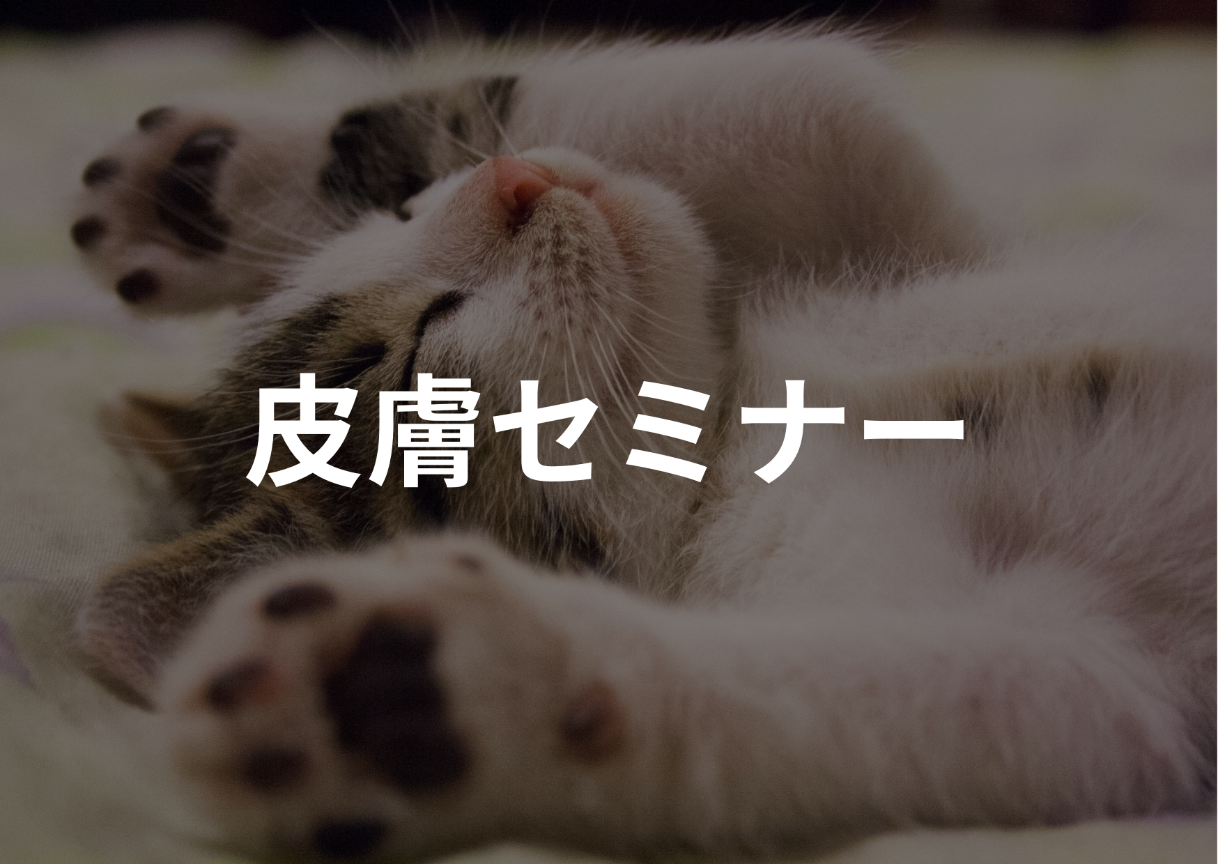 皮膚セミナー