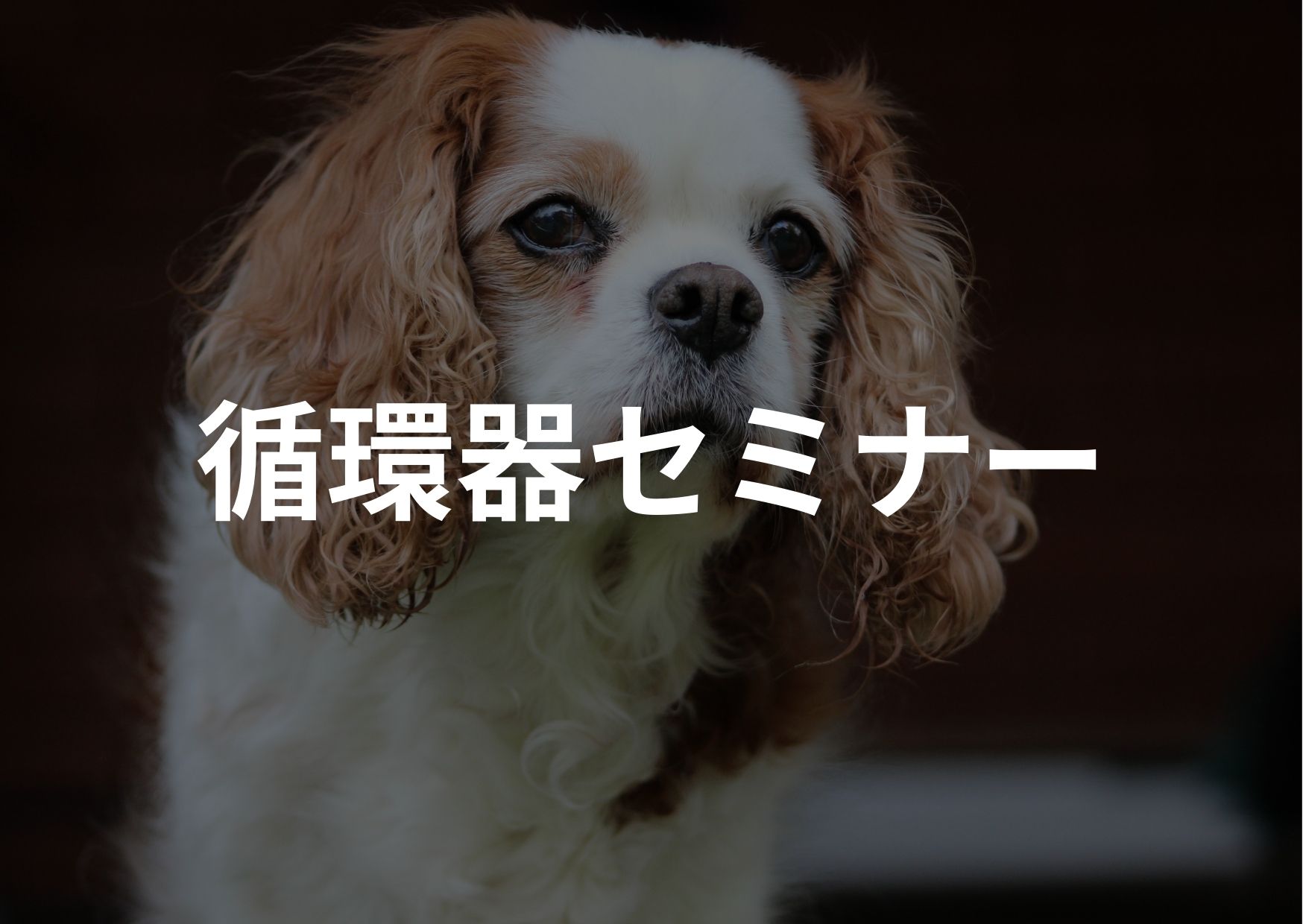 循環器セミナー