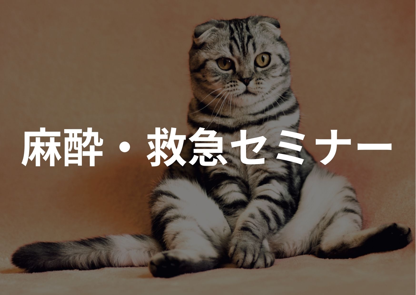 麻酔/救急セミナー（ERセミナー石塚先生まとめ）