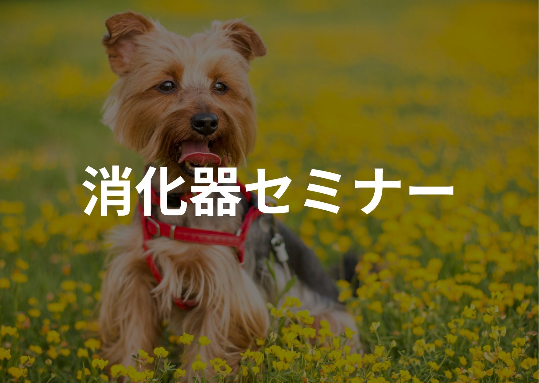 消化器セミナー①